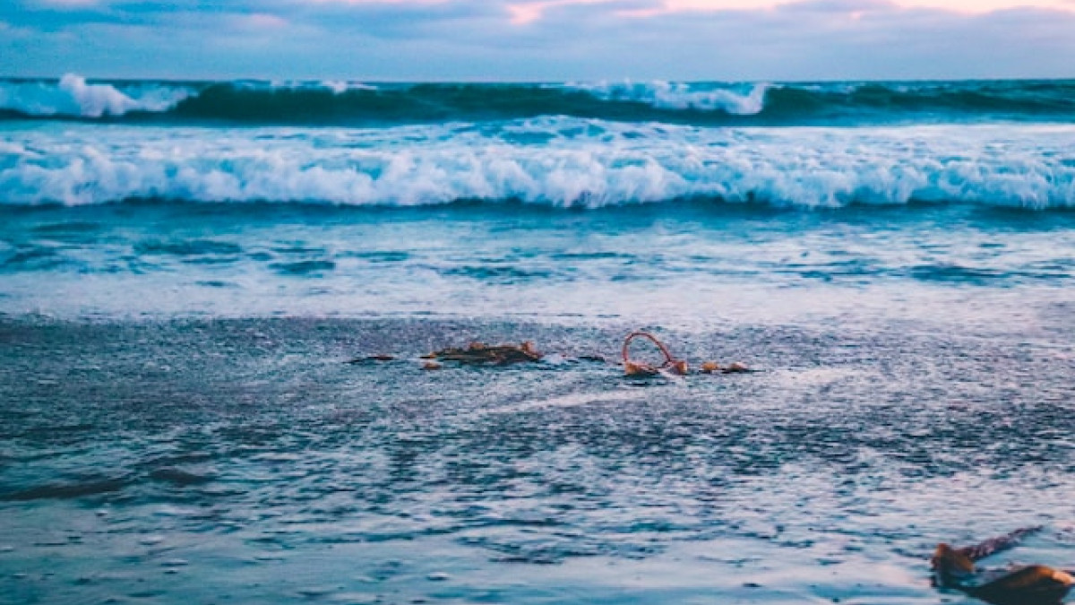 Picture of waves by the sea with kelp on the sand. Photo by Viviana Rishe on Unsplash