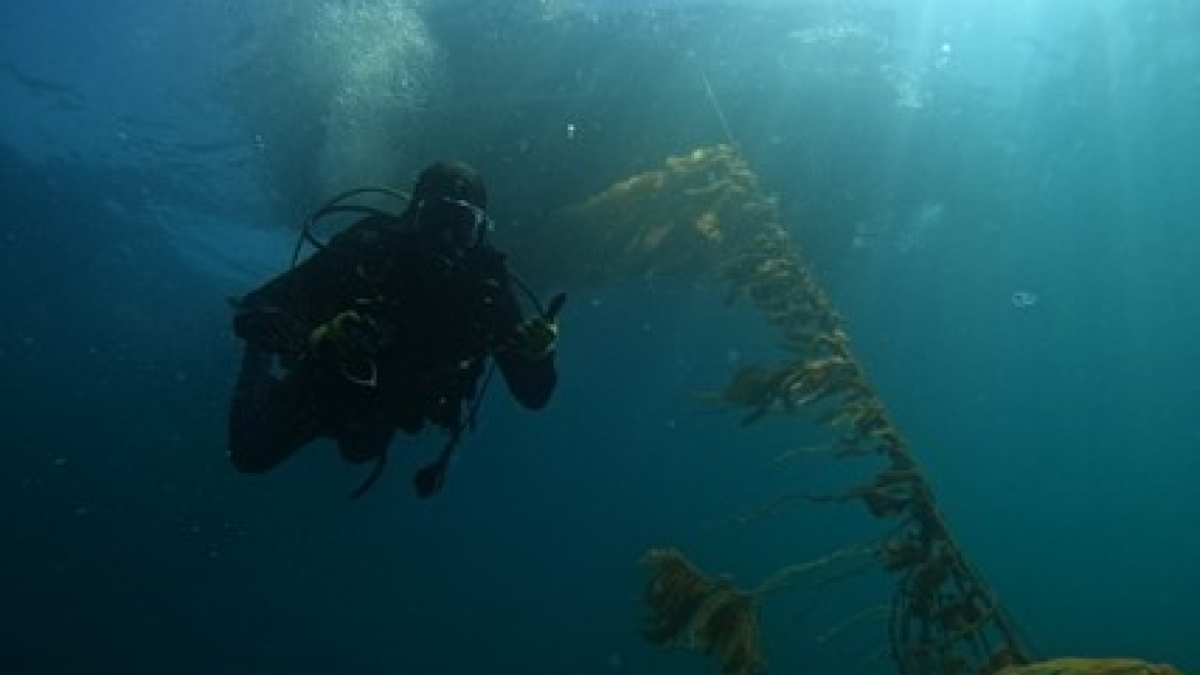 Photo by Kristen Davis, Geno Pawlak conducting observational dives on ORI’s Santa Barbara kelp farm.