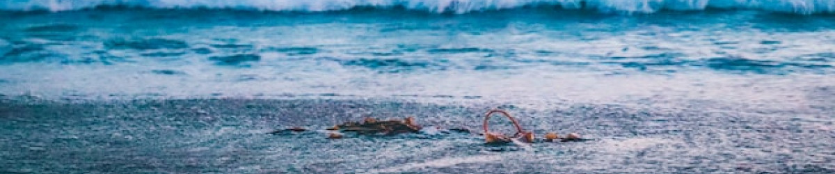 Picture of waves by the sea with kelp on the sand. Photo by Viviana Rishe on Unsplash