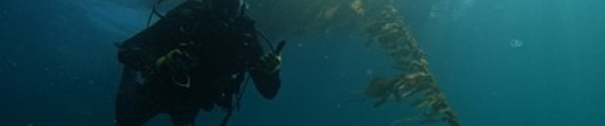 Photo by Kristen Davis, Geno Pawlak conducting observational dives on ORI’s Santa Barbara kelp farm.