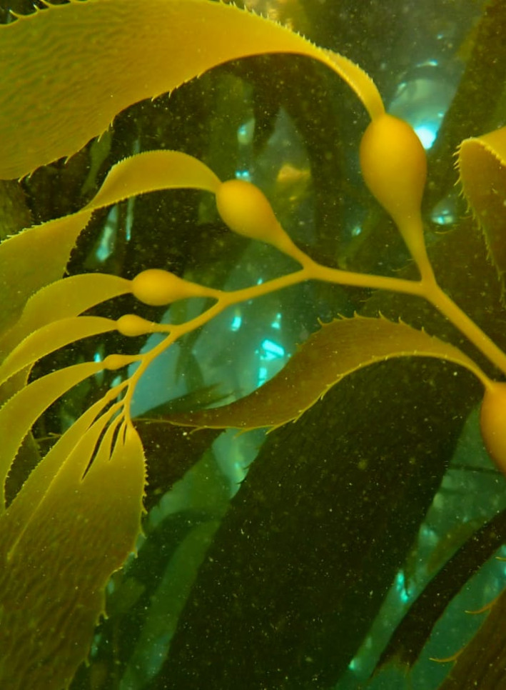 Picture of Kelp. Photo credit: Kelp Blue