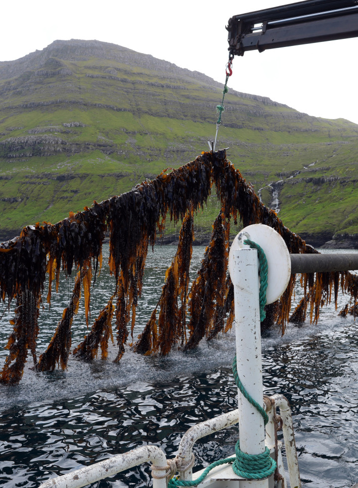 Kelp pulled out of the water with crane