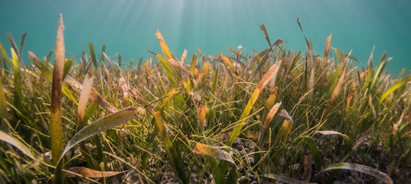Picture of seagrass. Photo by Benjamin L. Jones on Unsplash  