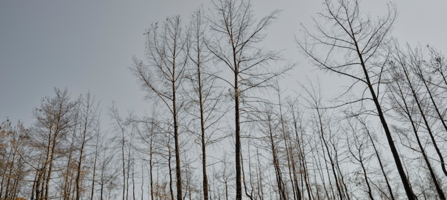 Picture of burnt vegetation. Photo by engin akyurt on Unsplash
