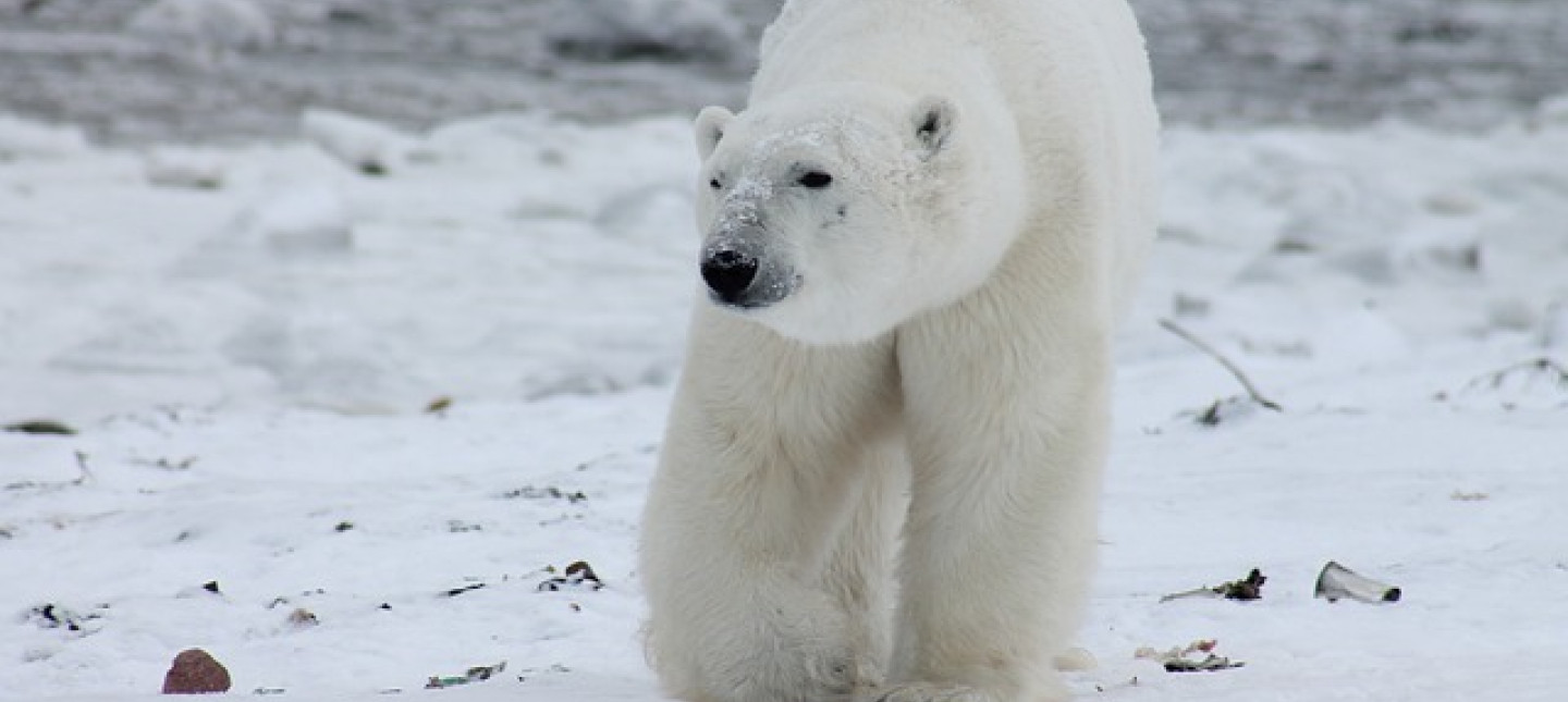 Image by 358611 from Pixabay