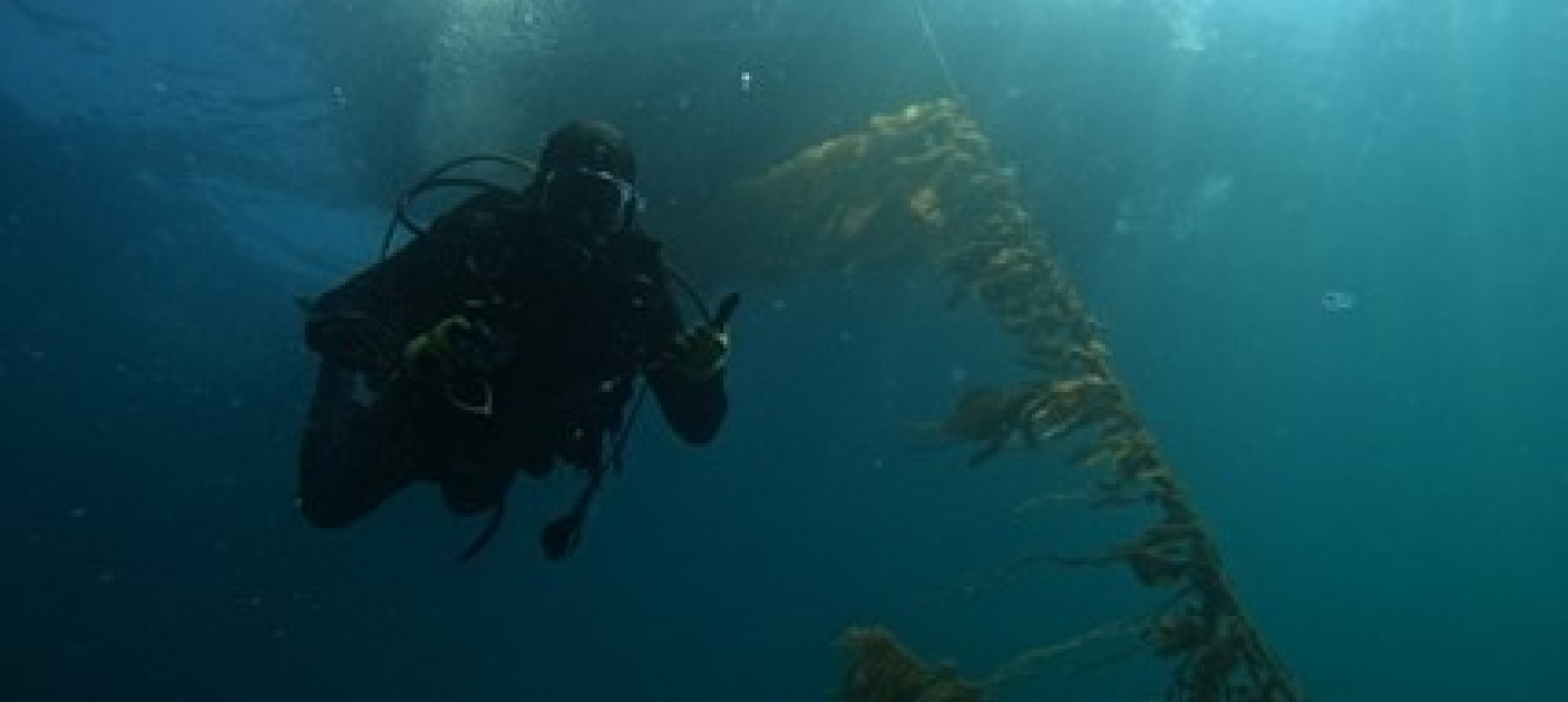 Photo by Kristen Davis, Geno Pawlak conducting observational dives on ORI’s Santa Barbara kelp farm.