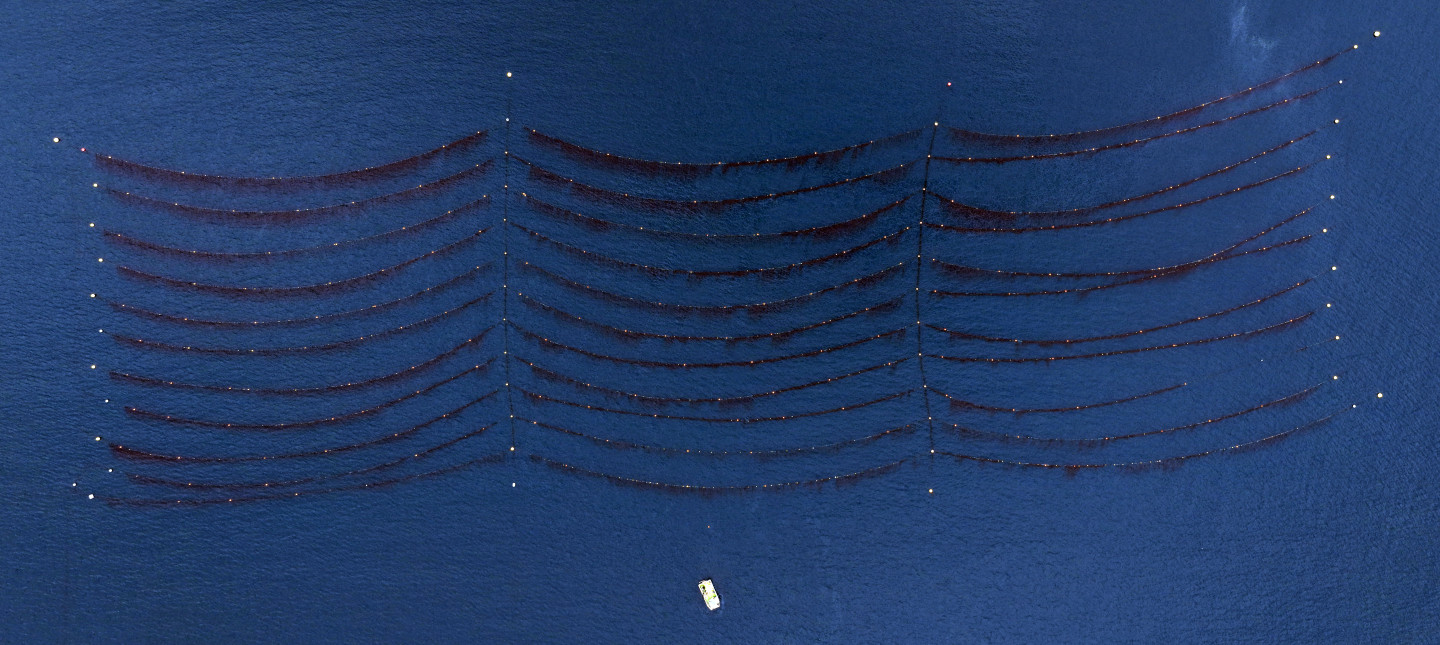 Lines of kelp in the Gota Fjord