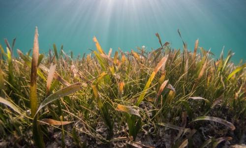 Picture of seagrass. Photo by Benjamin L. Jones on Unsplash  