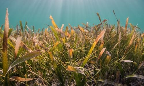 Picture of seagrass. Photo by Benjamin L. Jones on Unsplash  