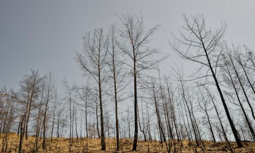 Picture of burnt vegetation. Photo by engin akyurt on Unsplash