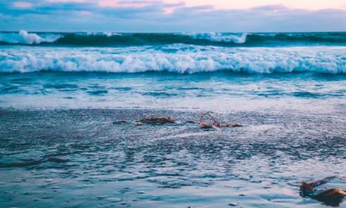 Picture of waves by the sea with kelp on the sand. Photo by Viviana Rishe on Unsplash