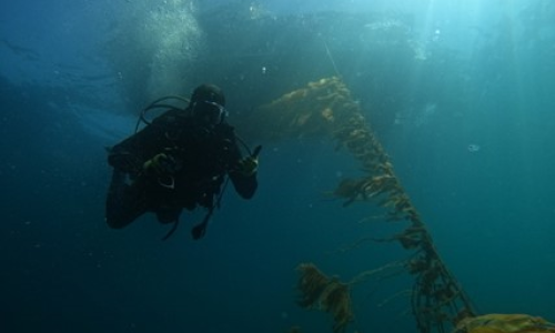Photo by Kristen Davis, Geno Pawlak conducting observational dives on ORI’s Santa Barbara kelp farm.