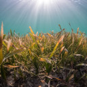 Picture of seagrass. Photo by Benjamin L. Jones on Unsplash  