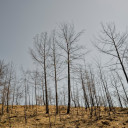 Picture of burnt vegetation. Photo by engin akyurt on Unsplash