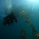 Photo by Kristen Davis, Geno Pawlak conducting observational dives on ORI’s Santa Barbara kelp farm.
