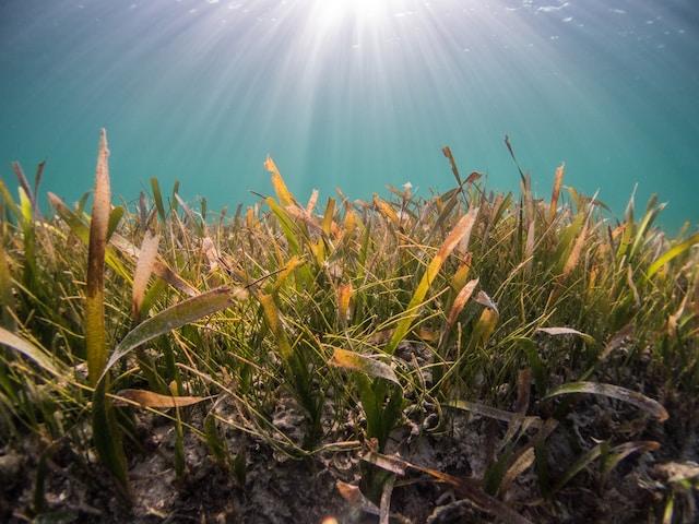 Picture of seagrass. Photo by Benjamin L. Jones on Unsplash  