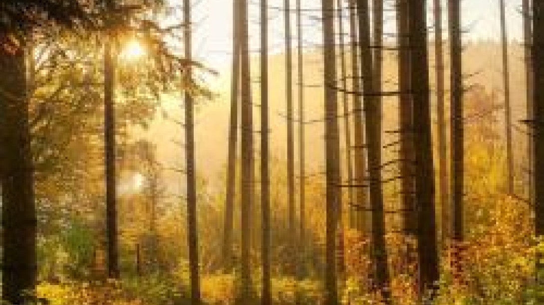 Forest with sun coming through