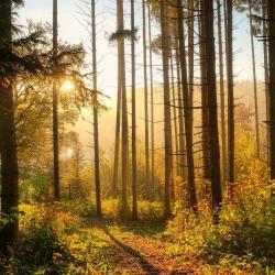 Forest with sun coming through
