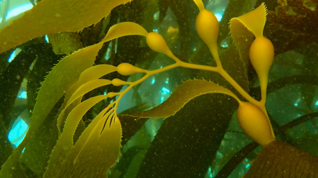 Picture of Kelp. Photo credit: Kelp Blue