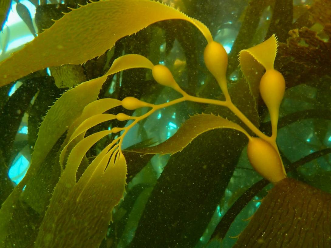 Picture of Kelp. Photo credit: Kelp Blue