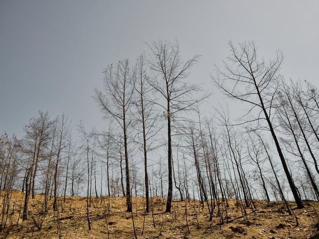 Picture of burnt vegetation. Photo by engin akyurt on Unsplash