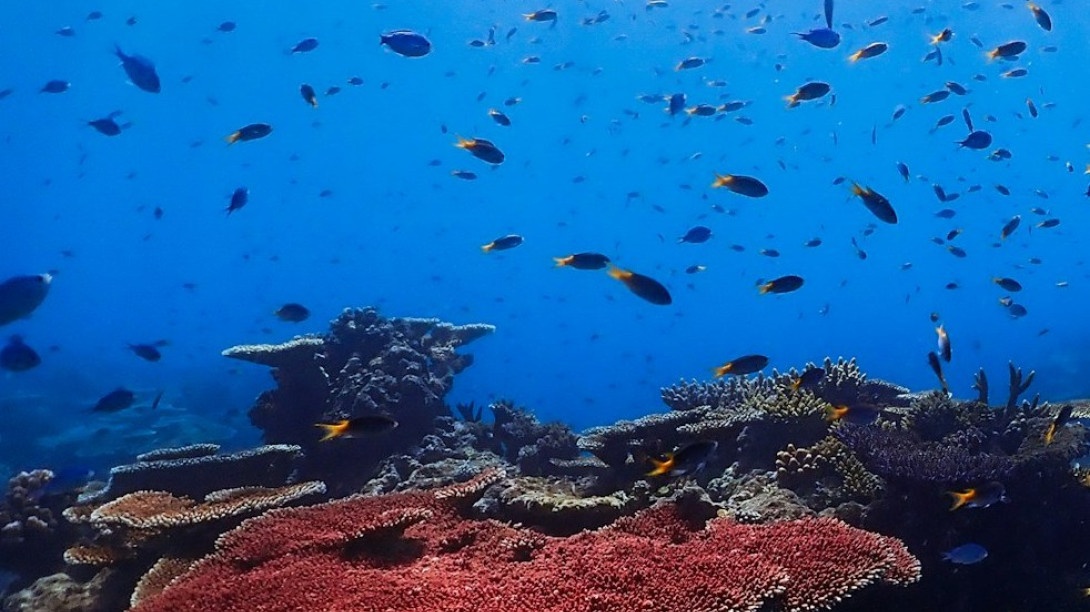School of damselfish at Great Barrier Reef. Free cropped Unsplash image by Kristin Hoel