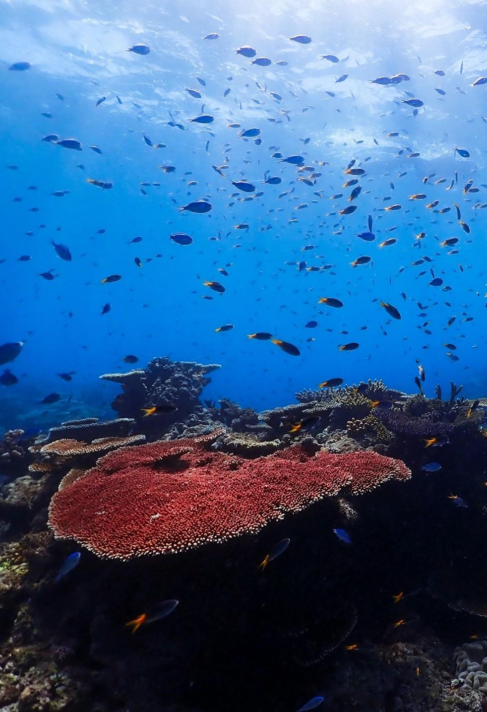 School of damselfish at Great Barrier Reef. Free cropped Unsplash image by Kristin Hoel