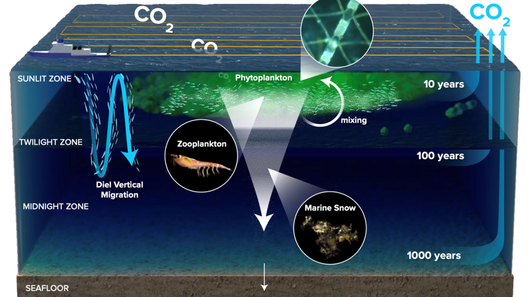 Diagram of phytoplankton and zooplankton