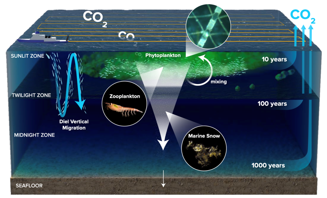 Diagram of phytoplankton and zooplankton