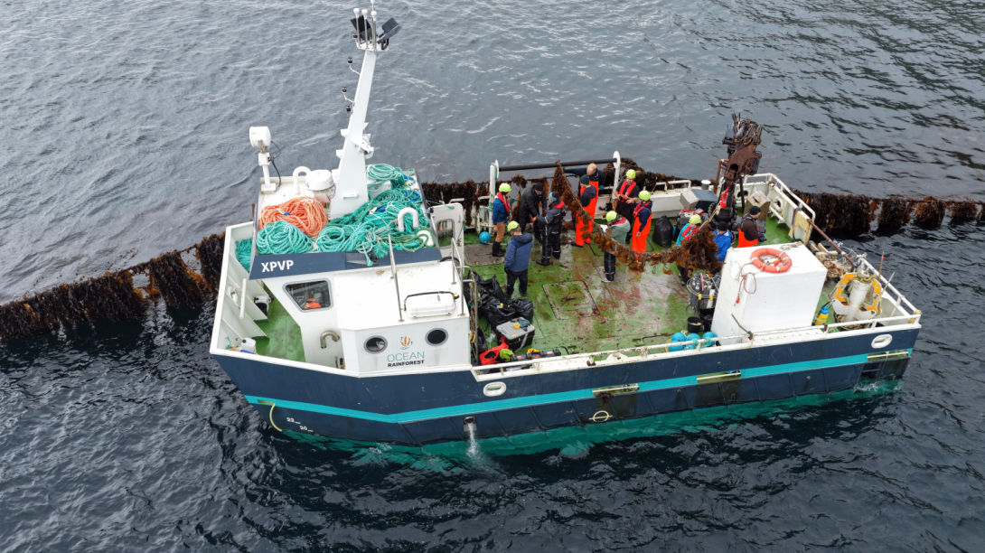 Biomass survey on kelp farm