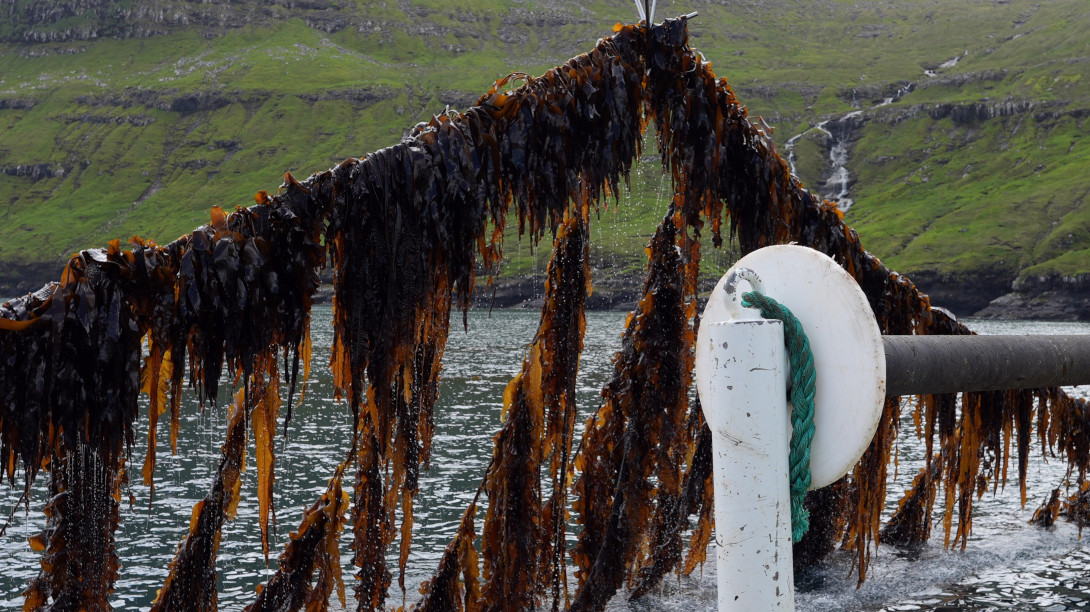 Kelp pulled out of the water with crane