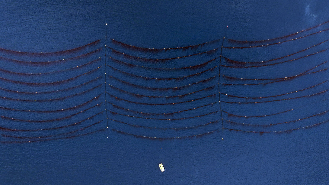 Lines of kelp in water from above